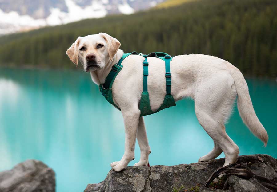 dog harness for hiking